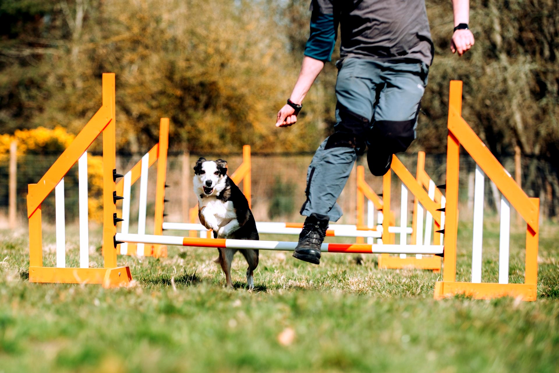 orange and white KC-approved agility jumps in The Field