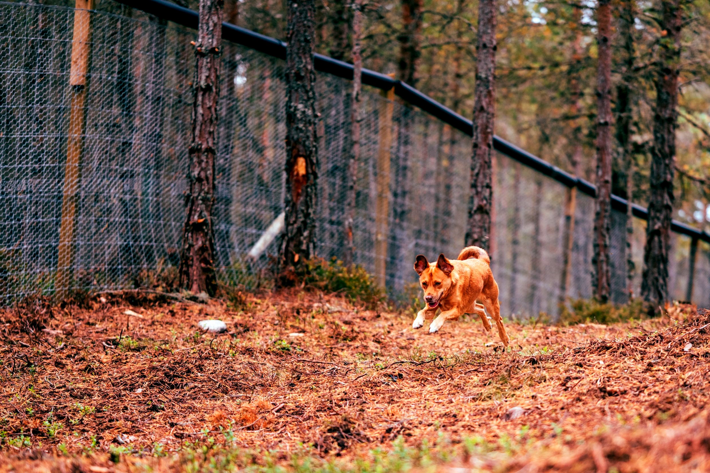Woodland shot of The Glade
