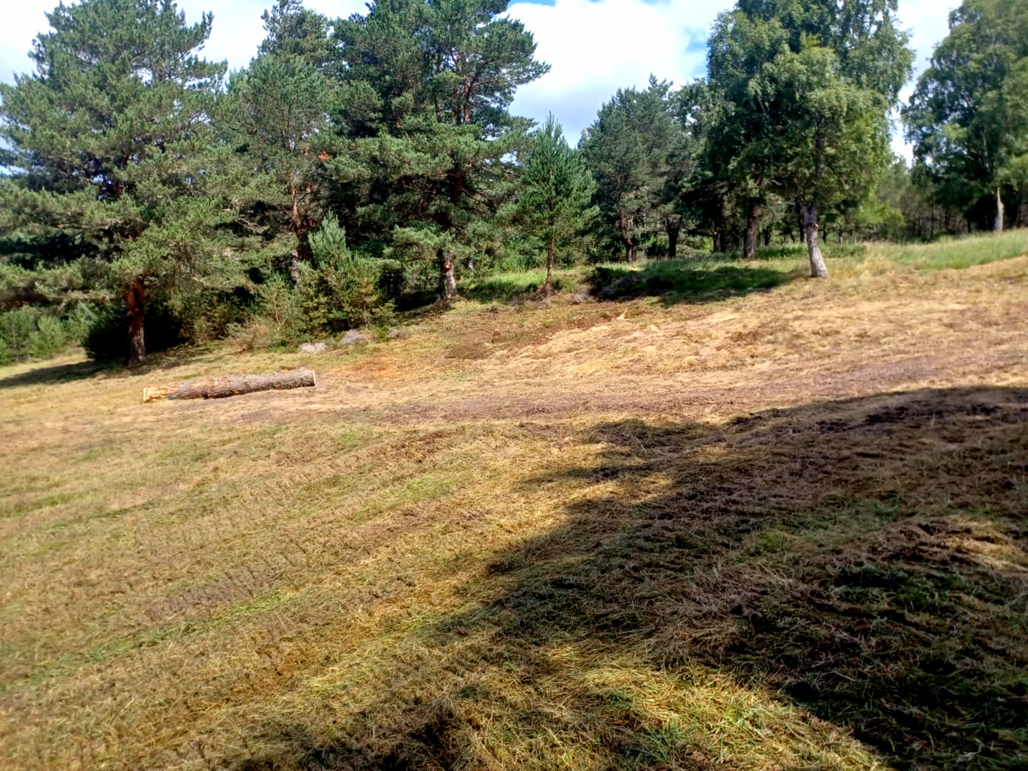 photo — the Copse: pine, moss, quieter section