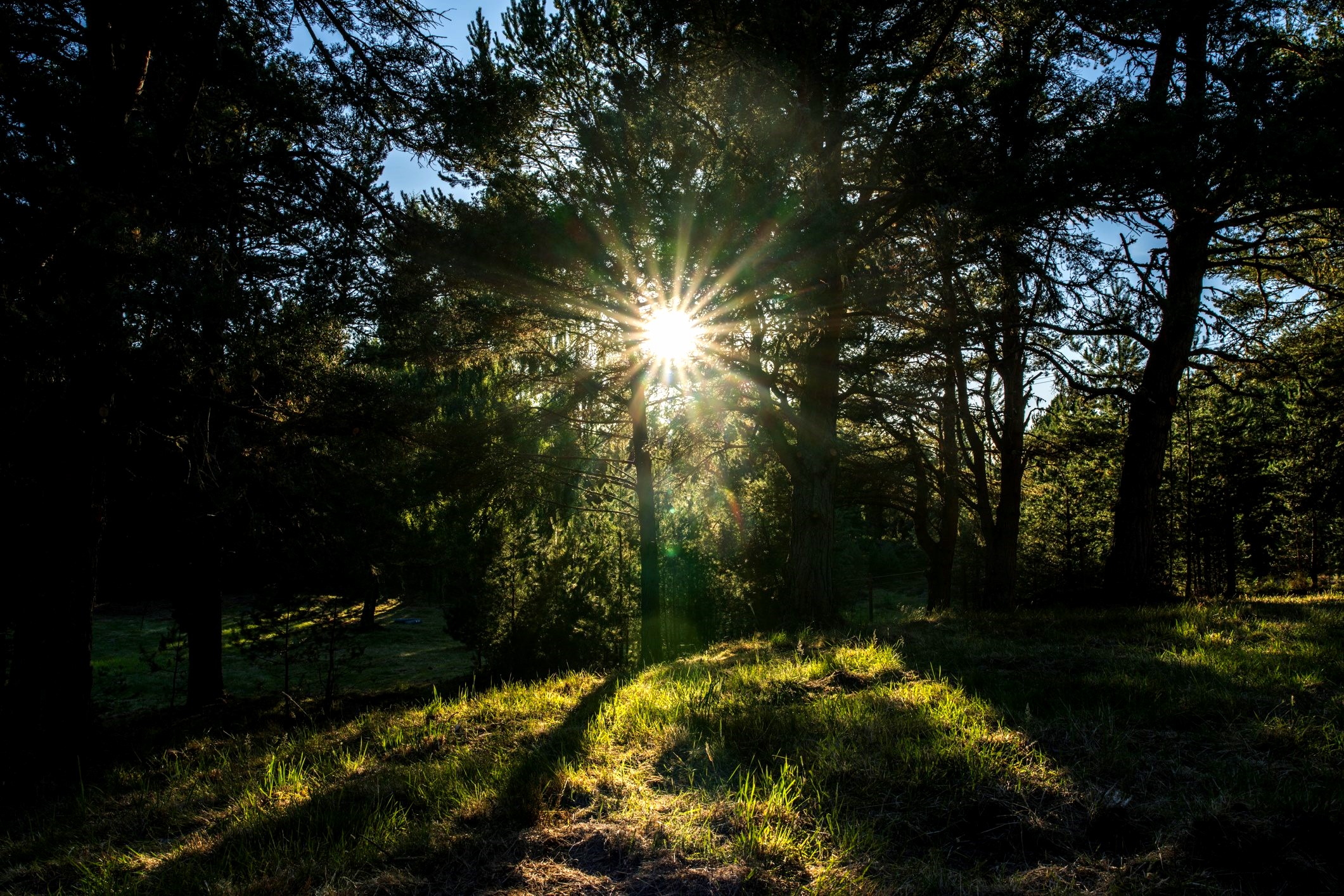 photo — woodland trail, trees with light through them