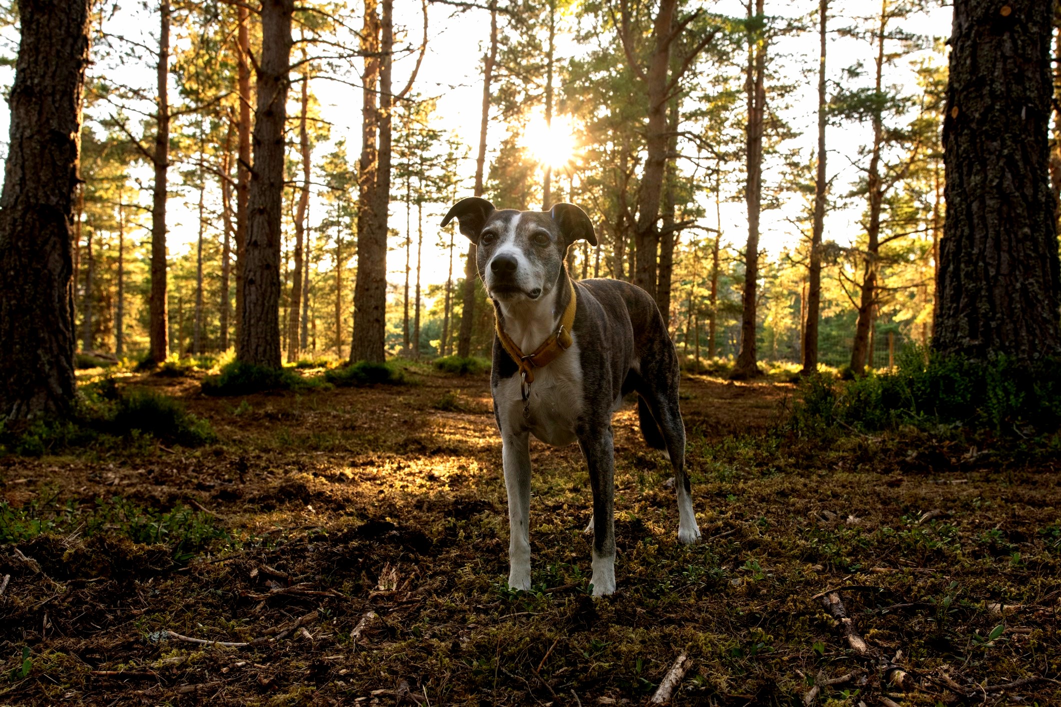 wide shot of The Glade woodland and copse