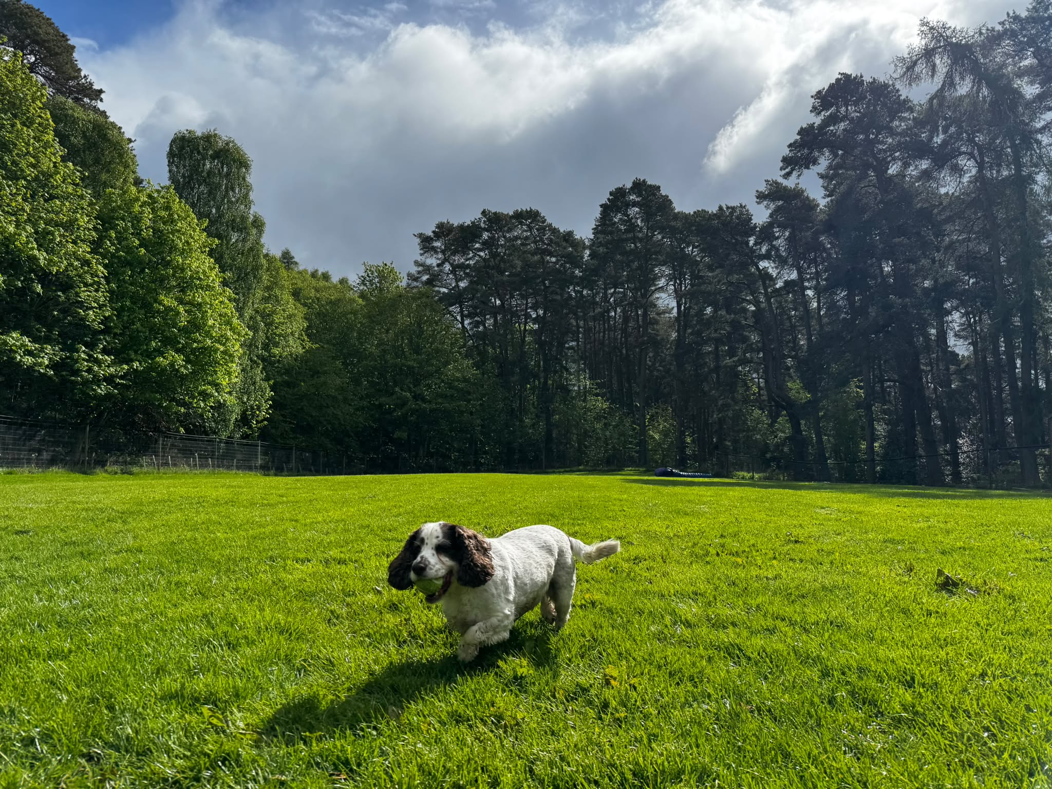 Wide view of The Field with a dog at full zoomie