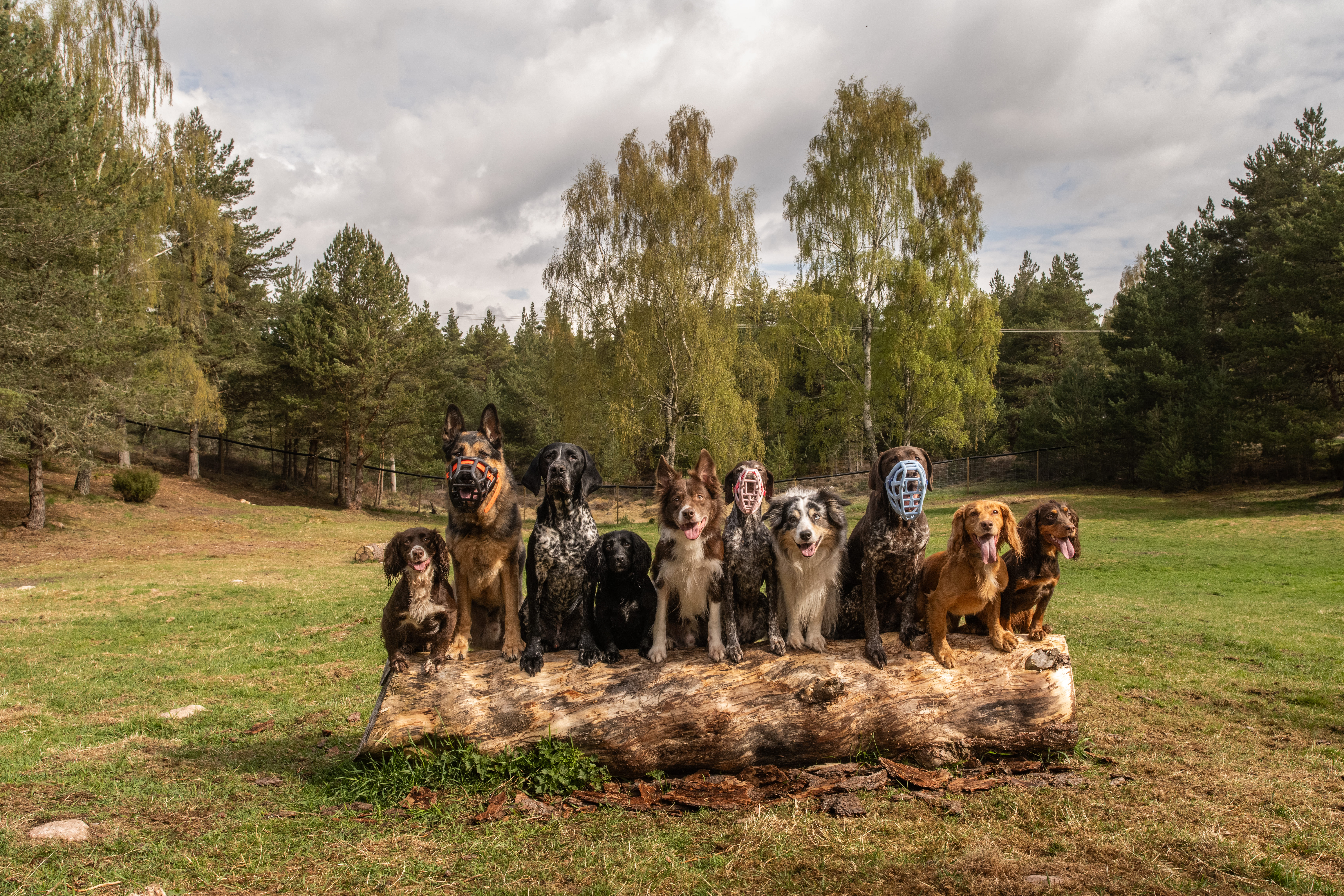 Wide view of a private secure dog park in the Scottish Highlands